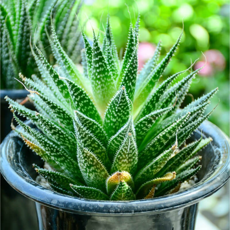 Aloe vera, planta habitual en infusiones y preparados